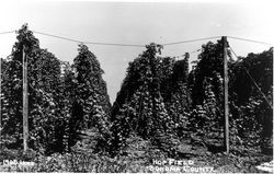 Hop field, Sonoma County