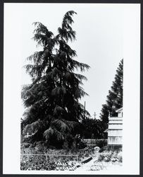 Cedar of Lebanon, Santa Rosa where Luther Burbank is buried