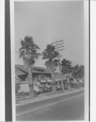 Main Street before the palm trees were removed, Petaluma, California, 1926