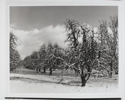 Snow covered orchard