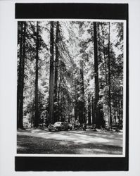 Picnic in the redwoods