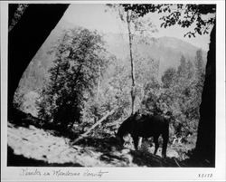 Timber in Mendocino County