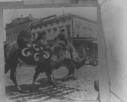 Camels at the intersection of Main and Washington Streets, Petaluma, California, about 1900