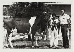 Ann Carinalli with Prize Winning Holstein at the Sonoma County Fair, Santa Rosa, California, about 1982