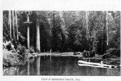 View in Bohemian Grove, California