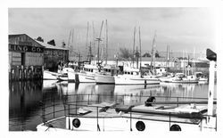 Boats moored in the Petaluma River, Petaluma, California, about 1960