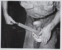 Tom Campbell prepares hoof to receive a shoe at the Sonoma County Fair Racetrack, Santa Rosa, California