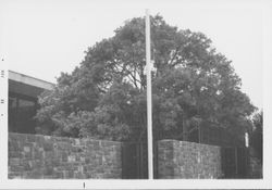 Views of the trees in the library garden area