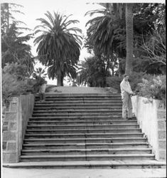 Gardeners tending to plants around the stairs at Hill Plaza Park, Petaluma, California, about 1960