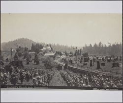 Korbell's Ranch near Guerneville, California, about 1905