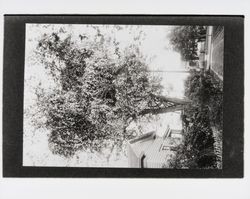 Driveway of a house in an unidentified town in Sonoma County, California, 1920s