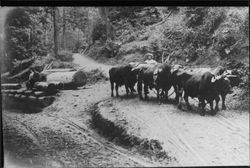 M.C. Meeker's log landing and three yoke of oxen