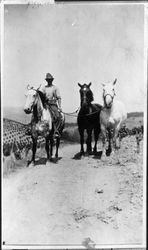 Rossi family members with horses and wagon, Kenwood, California, 1911