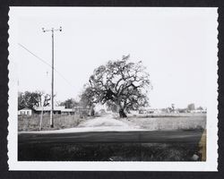 Looking from Hardies Lane, Santa Rosa, California, to the west into Terry Road, Dec. 7, 1967