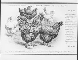 Coq et poule orpington : varietes fauve, blanche et noire, type de l'Orpington-Club Francais