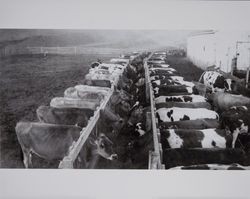 Dairy cows at a feeding trough on the Volkerts ranch and dairy, Two Rock, California, 1940s