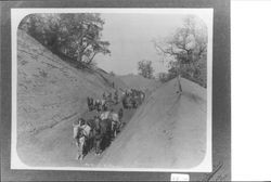 Grading crew on California Nortwest Railroad right of way, Ukiah, California, 1910