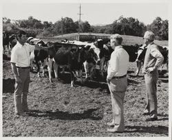 Tom Nunes with his Holstein, Dairy of the Year 1975 and Fair Officials at the Sonoma County Fair, Santa Rosa, California