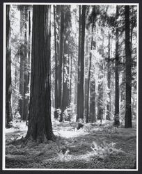 Redwood trees in Armstrong Woods, Guerneville, California, 1964