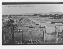 White leghorn poultry farm at Petaluma