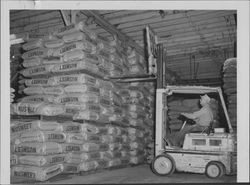 Using a forklift in the golden Eagle Milling Company warehouse, Petaluma, California, about 1958