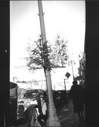 Pine branches decorating light posts in downtown Petaluma, California, about 1933