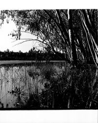 Lakeside view of Lake Ilsanjo