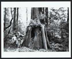 Examining a redwood tree