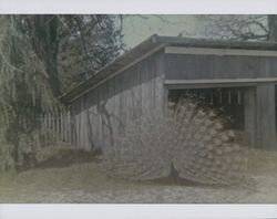 Peacock on the Travis Ranch, Travis Road, Forestville, California