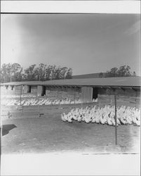 Ducks on a farm near Petaluma, California, 1953