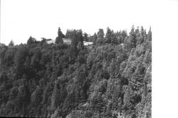 View of a redwood forest looking west toward Indian Hill