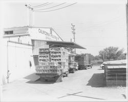 Delivery trucks carrying live chickens parked outside the California Poultry, Incorporated, Fulton, California, 1958