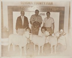 Award winning sheep at the 1986 Sonoma County Fair, Santa Rosa, California