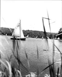 Sailboats on Lake Ralphine, Santa Rosa, California, 1965