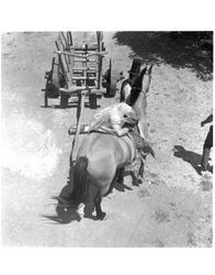 Abduction of the princess at the Old Adobe Fiesta, Petaluma, California, 1967