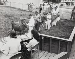 Class of Guernseys calves in the Sonoma County Fair judging ring Santa Rosa, California, about 1958