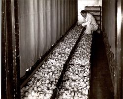 Bernard H. Rudolph inspecting chicks at the Poehlmann Hatchery, Petaluma, California, about 1950