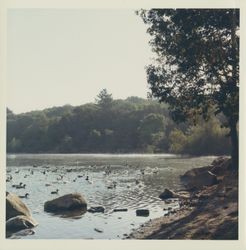 Ducks at Spring Lake, Santa Rosa, California, 1970