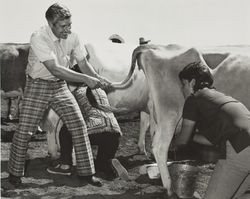 Couple milking cow at the Sonoma County Fair, Santa Rosa, California