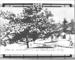 Trees covered in snow after a snowstorm in Petaluma, California, 1907