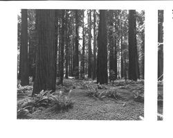 Grove of redwood trees in an unidentified location