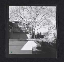 Library courtyard with the Bufano sculpture and trees, Santa Rosa, California, 1969