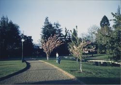 Spring in Juilliard Park in Santa Rosa, California, 1954