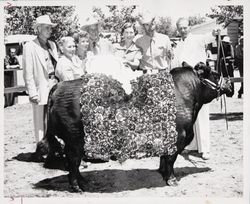 Supreme Angus Champion at the Sonoma-Marin Fair, Petaluma, California, July 25, 1954