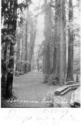 Bohemian Grove