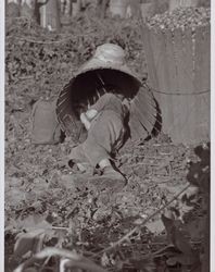 Taking a nap in a hop basket near Wohler Road, Healdsburg, California, in the 1920s