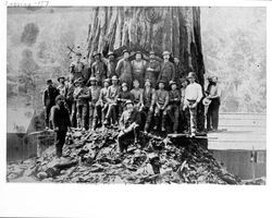 Group of men standing in a redwood tree