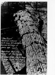 Giant petrified redwood--56 feet long, 8 foot diameter, buried millions of years ago