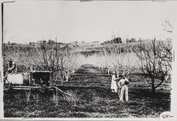 Spraying apple orchards in Sebastopol