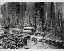 Logging area in early Guerneville, California, 1870s